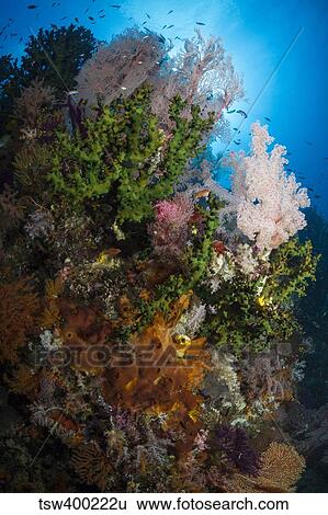Sea fan on soft coral in Raja Ampat, Indonesia. View Large Photo Image Stock Photograph - Sea fan on soft coral in Raja Ampat, Indonesia.. Fotosearch