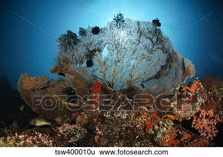 Sea fan on the Liberty Wreck, Bali, Indonesia. View Large Photo Image Stock Photograph - Sea fan on the Liberty Wreck, Bali, Indonesia.. Fotosearch
