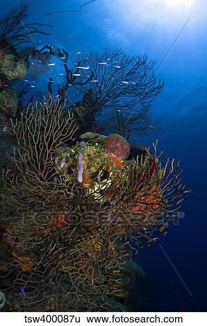 Sea fan seascape, Belize. View Large Photo Image Stock Photograph - Sea fan seascape, Belize.. Fotosearch
