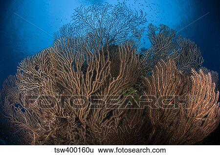 Sea fan seascape, Belize. View Large Photo Image Stock Photograph - Sea fan seascape, Belize.. Fotosearch