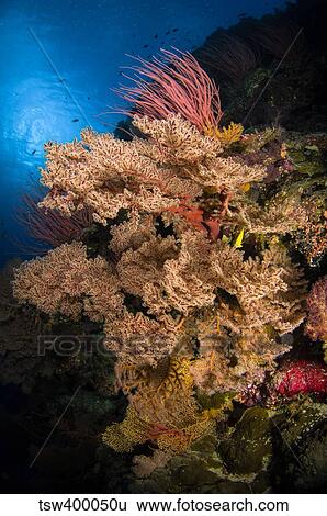 Sea fans and sea whips, Australia. View Large Photo Image Stock Photograph - Sea fans and sea whips, Australia.. Fotosearch