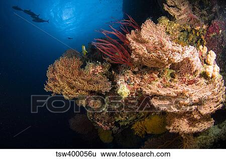 Sea fans and sea whips, Australia. View Large Photo Image Stock Photograph - Sea fans and sea whips, Australia.. Fotosearch