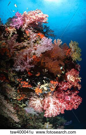 Sea fans and soft coral, Fiji. View Large Photo Image Stock Photograph - Sea fans and soft coral, Fiji.. Fotosearch