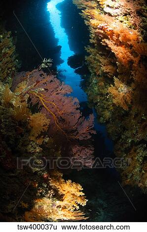 Stock Photograph - Sea fans, Fiji.. Fotosearch