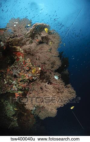 Sea fans, Fiji. View Large Photo Image Stock Photograph - Sea fans, Fiji.. Fotosearch