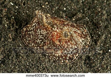 Sea hare with extended filaments, North Sulawesi. View Large Photo Image Stock Photograph - Sea hare with extended filaments, North Sulawesi.. Fotosearch