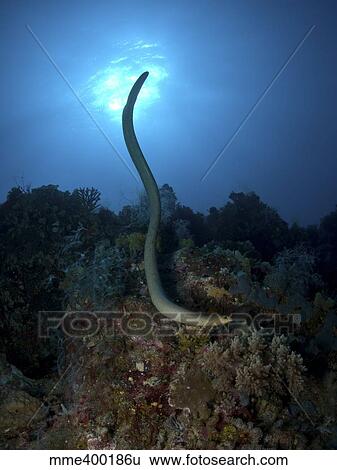 Sea krait snake, Great Barrier Reef, Australia. View Large Photo Image Stock Photograph - Sea krait snake, Great Barrier Reef, Australia.. Fotosearch