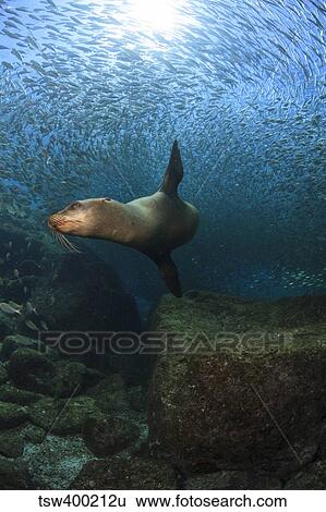 Sea lion chasing a school of bait fish, La Paz, Mexico. View Large Photo Image Stock Photograph - Sea lion chasing a school of bait fish, La Paz, Mexico.. Fotosearch