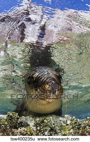 Sea Lion portrait, Los Islotes, La Paz, Mexico. View Large Photo Image Stock Photograph - Sea Lion portrait, Los Islotes, La Paz, Mexico.. Fotosearch