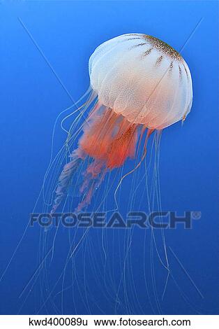 Stock Photograph - Sea nettle is host to a small shrimp in the Atlantic Ccean.. Fotosearch