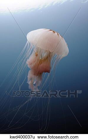 Sea Nettle Jellyfish in Atlantic Ocean. View Large Photo Image Stock Photograph - Sea Nettle Jellyfish in Atlantic Ocean.. Fotosearch
