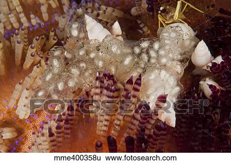 Stock Photograph - sea snails laying eggs on top of a fire urchin, North Sulawesi.. Fotosearch