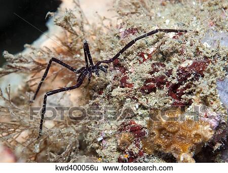 Stock Photograph - Sea Spider in Atlantic Ocean.. Fotosearch