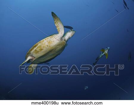 Stock Photograph - Sea turtle and batfish, Great Barrier Reef, Queensland, Australia.. Fotosearch