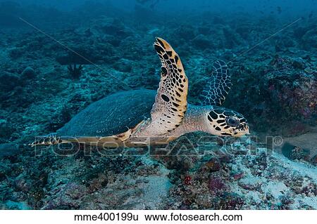 Stock Photograph - Sea turtle swimming over reef, Ari and Male Atoll, Maldives.. Fotosearch