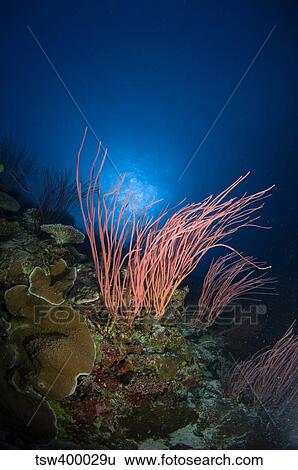 Stock Photograph - Sea whips and coral, Australia.. Fotosearch