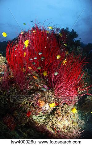 Sea whips and soft coral, Fiji. View Large Photo Image Stock Photograph - Sea whips and soft coral, Fiji.. Fotosearch