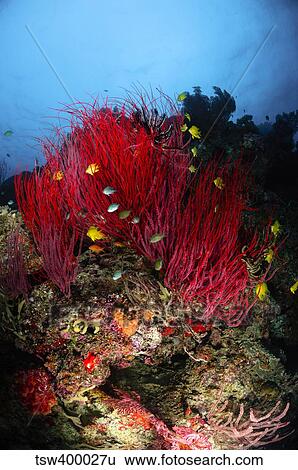 Stock Photograph - Sea whips and soft coral, Fiji.. Fotosearch