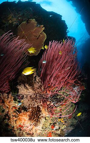 Sea whips, Fiji. View Large Photo Image Stock Photograph - Sea whips, Fiji.. Fotosearch