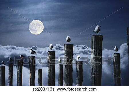 Stock Photograph - Seagulls perched on wooden posts under a full moon.. Fotosearch