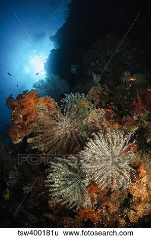 Seascape of crinoids, Indonesia. View Large Photo Image Stock Photograph - Seascape of crinoids, Indonesia.. Fotosearch