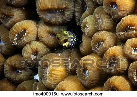 Secretary blenny makes its home nestled in some hard coral. View Large Photo Image Stock Photograph - Secretary blenny makes its home nestled in some hard coral.. Fotosearch