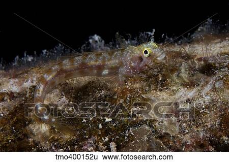 Secretary blenny sits out in the open. View Large Photo Image Stock Photograph - Secretary blenny sits out in the open.. Fotosearch