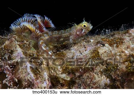 Secretary blenny sits out in the open. View Large Photo Image Stock Photograph - Secretary blenny sits out in the open.. Fotosearch