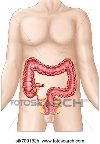 Sectional view of large intestine. View Large Illustration Drawing - Sectional view of large intestine.. Fotosearch