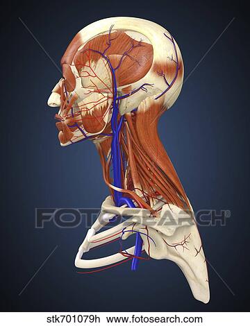 Seitenansicht Von Menschliches Gesicht Mit Knochen Muskeln Und Zirkulierend System Zeichnung Stkh Fotosearch