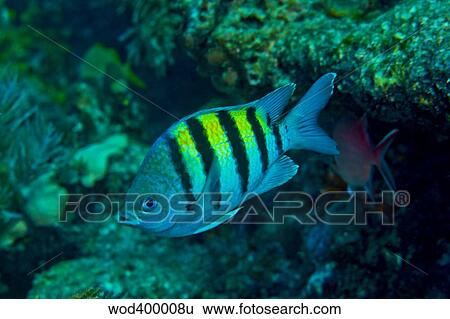 Sergeant Major damselfish. View Large Photo Image Stock Photograph - Sergeant Major damselfish.. Fotosearch