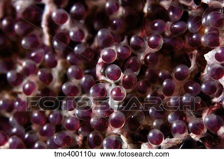 Sergeant Major fish eggs. View Large Photo Image Stock Photograph - Sergeant Major fish eggs.. Fotosearch