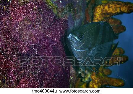 Sergeant Major watches over its eggs, Bonaire, Caribbean Netherlands. View Large Photo Image Stock Photograph - Sergeant Major watches over its eggs, Bonaire, Caribbean Netherlands.. Fotosearch