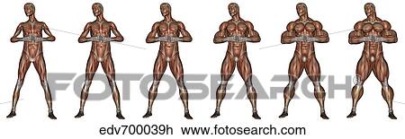 Drawing - Set of six men showing progression to become a muscular man.. Fotosearch