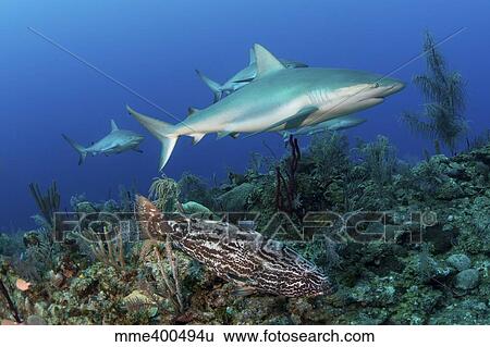 Several Caribbean reef sharks and a goliath grouper. View Large Photo Image Stock Photograph - Several Caribbean reef sharks and a goliath grouper.. Fotosearch