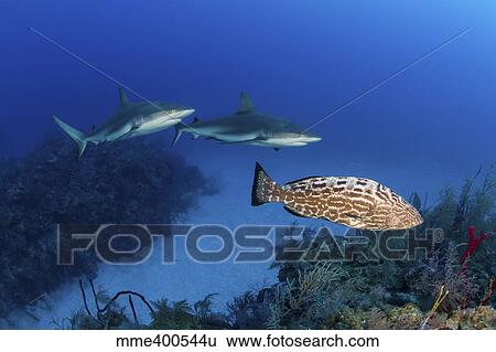 Stock Photograph - Several Caribbean reef sharks and a goliath grouper.. Fotosearch