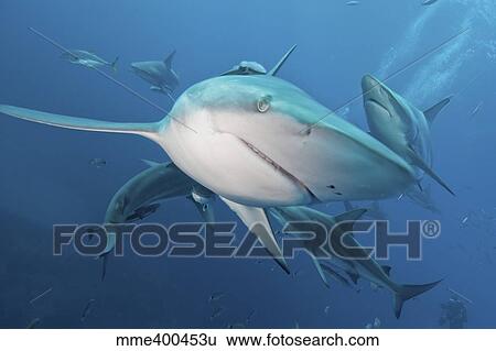 Stock Photograph - Several oceanic blacktip sharks in the waters of Aliwal Shoal, South Africa.. Fotosearch