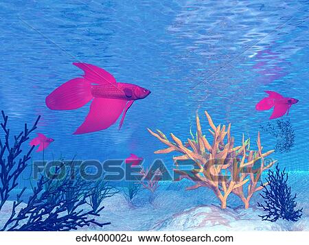 Stock Illustration - Several red betta fish swimming underwater.. Fotosearch