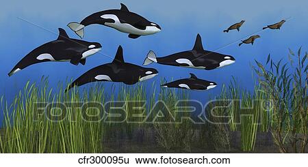 Several seals try to escape from a pod of killer whales. View Large Illustration Stock Illustration - Several seals try to escape from a pod of killer whales.. Fotosearch