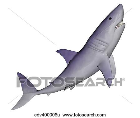 Stock Illustration - Shark illustration, white background.. Fotosearch