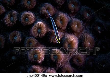 Sharpnose Goby sits on some hard coral. View Large Photo Image Stock Photograph - Sharpnose Goby sits on some hard coral.. Fotosearch
