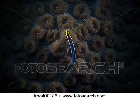 Sharpnose Goby sits on some hard coral. View Large Photo Image Stock Photograph - Sharpnose Goby sits on some hard coral.. Fotosearch