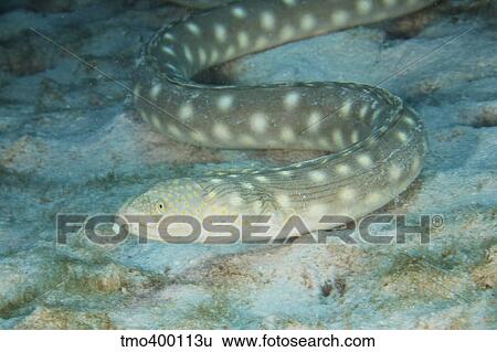 Sharptaiil Eel searches for food on the ocean floor. View Large Photo Image Stock Photograph - Sharptaiil Eel searches for food on the ocean floor.. Fotosearch