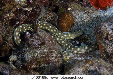 Sharptaiil Eel searchs the reef for food. View Large Photo Image Stock Photograph - Sharptaiil Eel searchs the reef for food.. Fotosearch