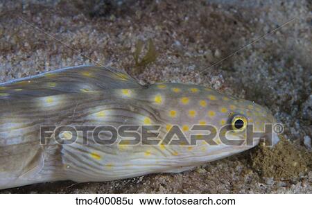 Sharptail eel searching for food at night. View Large Photo Image Stock Photograph - Sharptail eel searching for food at night.. Fotosearch