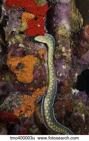 Sharptail Eel searching for food. View Large Photo Image Stock Photograph - Sharptail Eel searching for food.. Fotosearch