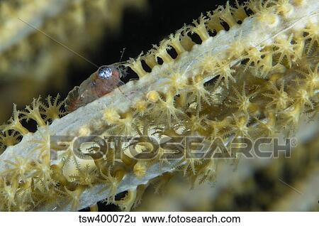 Shrimp on a sea fan, Belize. View Large Photo Image Stock Photograph - Shrimp on a sea fan, Belize.. Fotosearch
