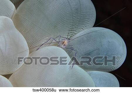 Shrimp on bubble coral, Indonesia. View Large Photo Image Stock Photograph - Shrimp on bubble coral, Indonesia.. Fotosearch