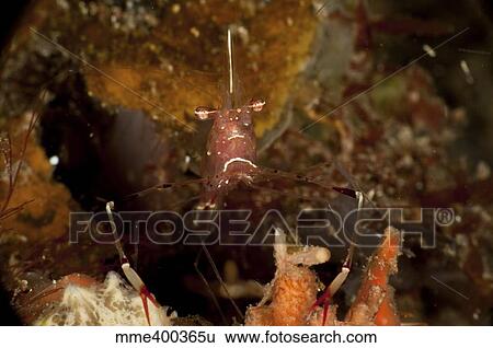 Shrimp with legs and claws spread wide, North Sulawesi. View Large Photo Image Stock Photograph - Shrimp with legs and claws spread wide, North Sulawesi.. Fotosearch