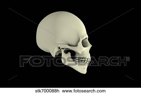 Side view of human skull. View Large Illustration Drawing - Side view of human skull.. Fotosearch